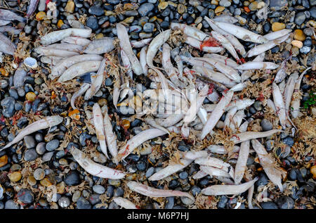 Centinaia di pesci morti lavato fino a Sheringham Beach, a nord di Norfolk, Inghilterra Foto Stock