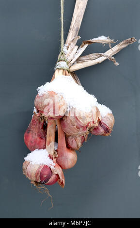 Mazzo di cipolle rosse coperto in inverno la neve, Norfolk, Inghilterra Foto Stock