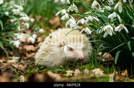 Wild, nativo europeo hedgehog Albino. Un vero albino con gli occhi rosa e il naso di bucaneve. Il riccio uscire dall'ibernazione in primavera Foto Stock