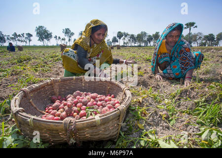 Donna fatiche sono la raccolta di patate a Bogra distretto, Bangladesh. Foto Stock