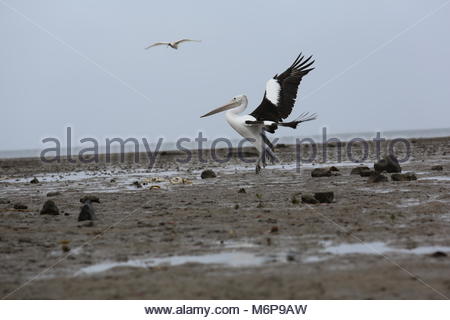 Con la bassa marea un pellicano passeggiate il mucky shore in cerca di cibo. Foto Stock