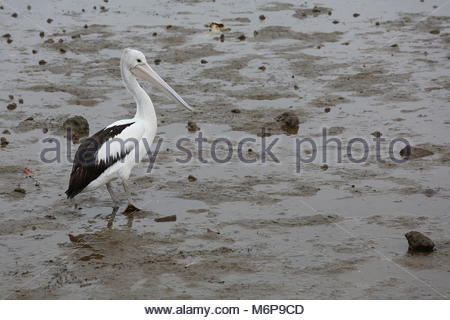Con la bassa marea un pellicano passeggiate il mucky shore in cerca di cibo. Credito: reallifephotos/Alamy Foto Stock