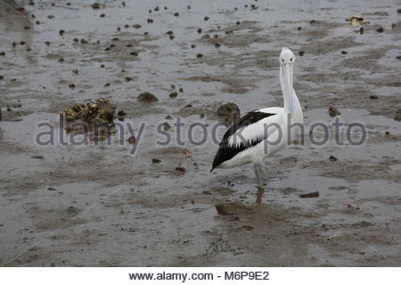 Con la bassa marea un pellicano passeggiate il mucky shore in cerca di cibo. Credito: reallifephotos/Alamy Foto Stock