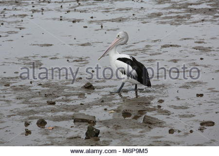 Con la bassa marea un pellicano passeggiate il mucky shore in cerca di cibo. Credito: reallifephotos/Alamy Foto Stock