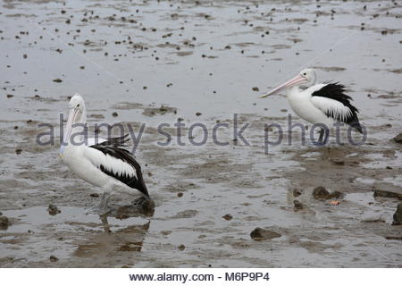 Con la bassa marea un pellicano passeggiate il mucky shore in cerca di cibo. Credito: reallifephotos/Alamy Foto Stock