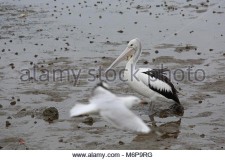 Con la bassa marea un pellicano passeggiate il mucky shore in cerca di cibo. Credito: reallifephotos/Alamy Foto Stock
