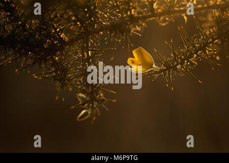 Gorse fiore (Ulex Europaeus) retroilluminati da tarda serata sole invernale. Tipperary, Irlanda Foto Stock