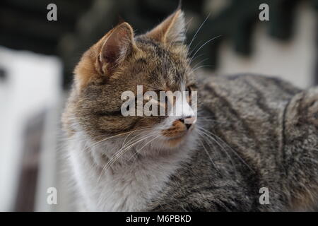 Closeup bel gatto grigio guardando indietro stancamente ha Foto Stock