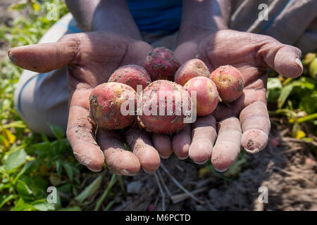 Due mani riempito di patate che mostra un agricoltore a Bogra distretto, Bangladesh. Foto Stock