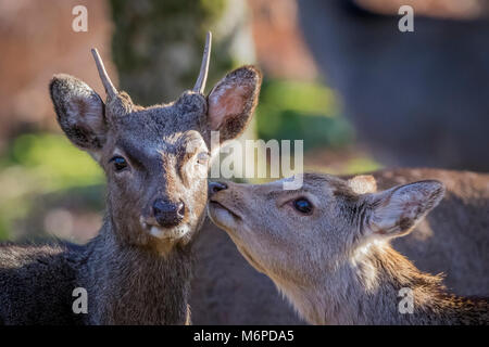 Cervi Sika, madre e fawn Foto Stock