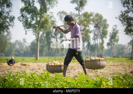 Fatiche sono trasportano raccolti freschi Patate in campo nei pressi di Kahalu a Bogra distretto, Bangladesh. Foto Stock