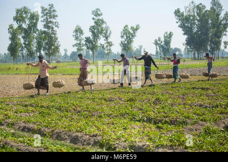 Fatiche sono trasportano raccolti freschi Patate in campo nei pressi di Kahalu a Bogra distretto, Bangladesh. Foto Stock