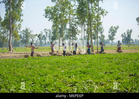 Fatiche sono trasportano raccolti freschi Patate in campo nei pressi di Kahalu a Bogra distretto, Bangladesh. Foto Stock