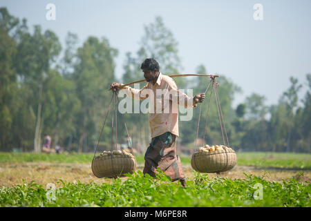 Fatiche sono trasportano raccolti freschi Patate in campo nei pressi di Kahalu a Bogra distretto, Bangladesh. Foto Stock