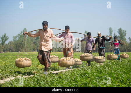 Fatiche sono trasportano raccolti freschi Patate in campo nei pressi di Kahalu a Bogra distretto, Bangladesh. Foto Stock