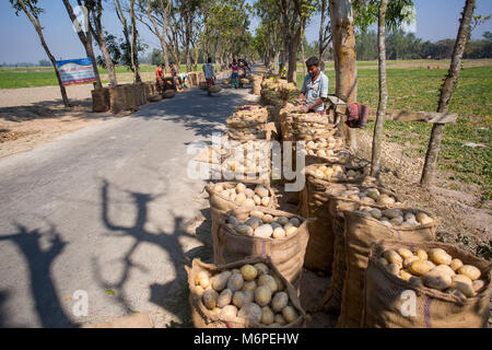 Un lavoratore sta facendo una cucitura un sacco di patate sacco bocca. Foto Stock