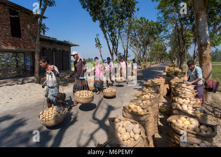 Fatiche sono trasportano raccolti freschi Patate in campo nei pressi di Kahalu a Bogra distretto, Bangladesh. Foto Stock