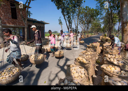 Fatiche sono trasportano raccolti freschi Patate in campo nei pressi di Kahalu a Bogra distretto, Bangladesh. Foto Stock