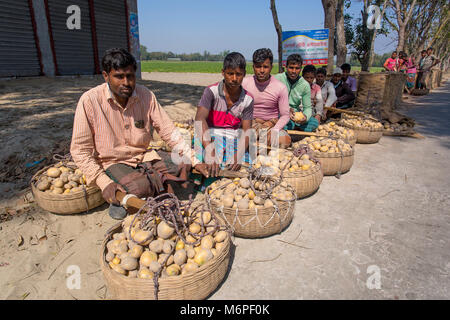 Fatiche sono trasportano raccolti freschi Patate in campo nei pressi di Kahalu a Bogra distretto, Bangladesh. Foto Stock