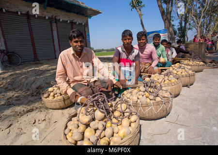 Fatiche sono trasportano raccolti freschi Patate in campo nei pressi di Kahalu a Bogra distretto, Bangladesh. Foto Stock