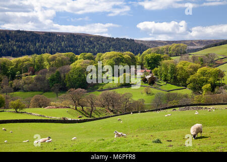 Cockayne, Bransdale nella primavera del North York Moors North Yorkshire Foto Stock