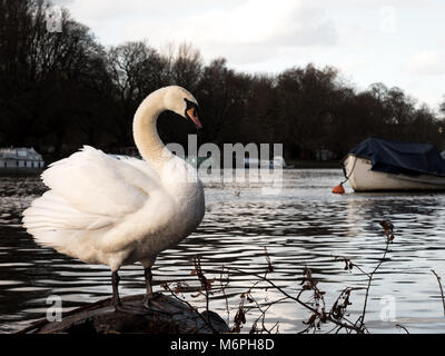 I cigni sono molto maestose creature. Nessuna meraviglia che essi sono protetti dalla regina. Girato sul Fiume Tamigi a Londra il mio GH5 Foto Stock