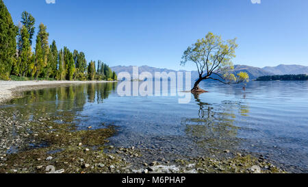 Lone Tree nel Lago Wanaka, Isola del Sud, Nuova Zelanda Foto Stock