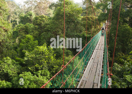 Passerella aerea attraverso alberi tropicali di foresta pluviale al Borneo Rainforest Lodge in Danum Valley, Sabah, Malesia Foto Stock