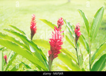 La splendida natura dello sfondo. Close up red ginger fiori con erba verde campo (Alpinia purpurata) Foto Stock