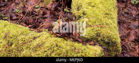 Moss coperto i registri caduti con brown decadendo foglie cadute che circonda Foto Stock