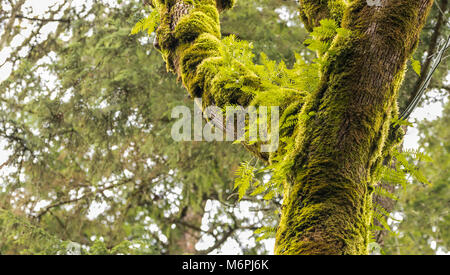 Moss alberi coperti con fresco verde di felci spuntano dai rami Foto Stock