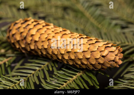 Natale verde di pini fir ramo di abete rosso su sfondo in legno abete del ramo sfondo close up Foto Stock