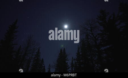 Un bel colpo di notte di luna piena del peering attraverso gli alberi. Foto Stock