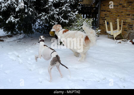 Due cani principalmente visto da dietro, hanno un inseguimento in inverno meteo giardino. Foto Stock