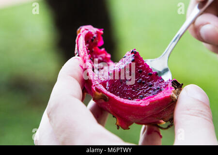 Luminose succoso tropicali drago rosso frutto. Dragon frutta o Pitaya è la pianta nella Famiglia delle Cactaceae o Cactus Foto Stock