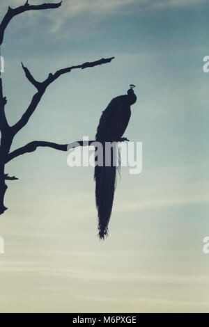 Silhouette di un uccello pavone seduto su un ramo di albero al tramonto con copia spazio. sfondo con la natura. Foto Stock