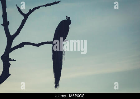 Silhouette di un uccello pavone seduto su un ramo di albero al tramonto con copia spazio. sfondo con la natura. Foto Stock