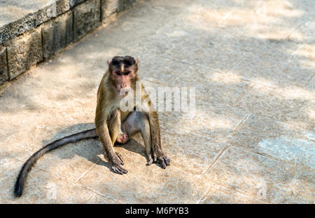 Cofano macaque sull isola Elephanta vicino a Mumbai in India Foto Stock