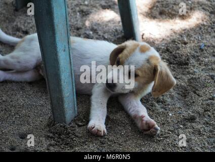 Piccolo cucciolo sdraiati al sole sul pavimento Foto Stock