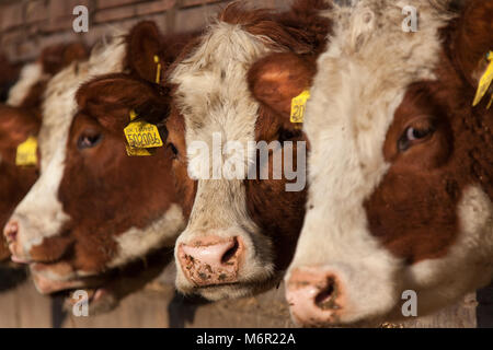 Vicino la vista di una mandria di vacche di alimentazione in un fienile durante il periodo invernale. La scena è stata catturata su una fattoria in inglese nella contea di Cheshire. Foto Stock