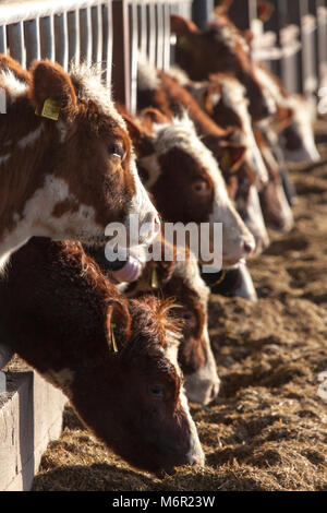 Vicino la vista di una mandria di vacche di alimentazione in un fienile durante il periodo invernale. La scena è stata catturata su una fattoria in inglese nella contea di Cheshire. Foto Stock