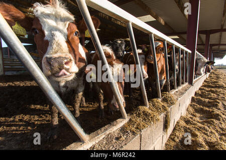 Vicino la vista di una mandria di vacche di alimentazione in un fienile durante il periodo invernale. La scena è stata catturata su una fattoria in inglese nella contea di Cheshire. Foto Stock