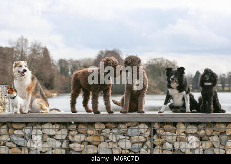 Di pura razza cani al Crufts 2018 Regno Unito Foto Stock