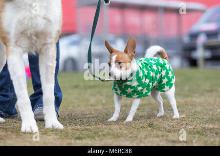 Papillon e Jack Russell cross razza cane con cane di grandi dimensioni Foto Stock