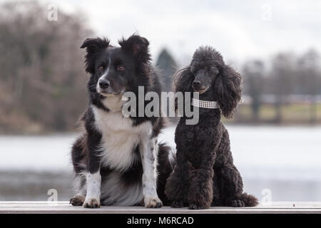 Border Collie e Miniatura barboncino cani, il Crufts Foto Stock