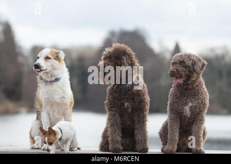 Di pura razza cani al Crufts 2018 Regno Unito Foto Stock