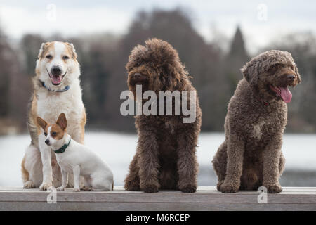 Di pura razza cani al Crufts 2018 Regno Unito Foto Stock