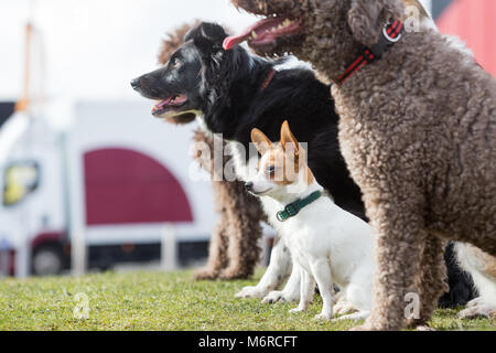 Un cane di piccola taglia con cani di taglia grande, Papillon e Jack Russell cross Foto Stock