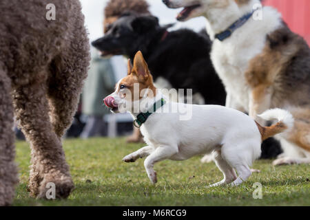 Un cane di piccola taglia con cani di taglia grande, Papillon e Jack Russell cross Foto Stock