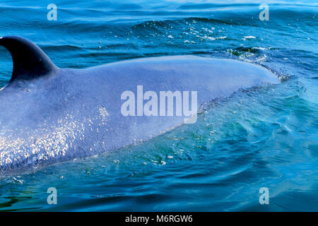 La testa della balena,Bryde's whale Foto Stock